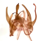 Male genitalia; Richmond County; Jim Petranka.