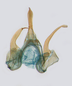 Male genitalia; North Carolina; J.B. Sullivan.