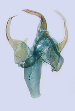 Male genitalia; North Carolina; J.B. Sullivan. 