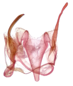 Male genitalia; Carteret County; Jim Petranka.