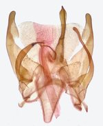 Male genitalia; Carteret County; Jim Petranka.