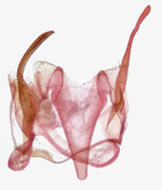 Male genitalia; Carteret County; Jim Petranka.