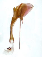 Female genitalia; Durham County; Jim Petranka.