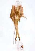 Female genitalia; Durham County; Jim Petranka.
