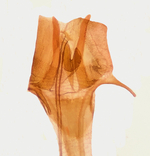 Female genitalia; Durham County; Jim Petranka.