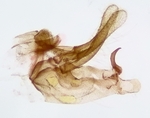Male genitalia (lateral view); Richmond County; Jim Petranka.
