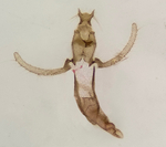 Male genitalia; Madison County; Jim Petranka.
