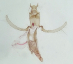 Male genitalia; Orange County; Jim Petranka.