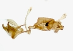 Male genitalia; Madison County; Jim Petranka.