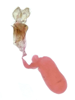 Female genitalia; Orange County; Jim Petranka.