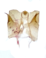 Female genitalia; Orange County; Jim Petranka.