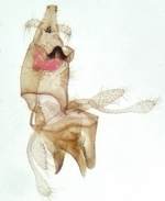 Male genitalia; Orange County; Jim Petranka.