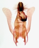 Male genitalia; Madison County; Jim Petranka.