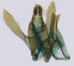 Male genitalia; Richmond County; J.B. Sullivan.