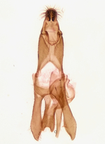 Male genitalia; Richmond County; Jim Petranka.