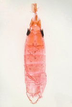Female genitalia; Richmond County; Jim Petranka.