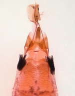 Female genitalia; Richmond County; Jim Petranka.