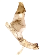 Male genitalia; Richmond County; Jim Petranka.