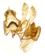 Male genitalia; Cumberland County; Jim Petranka.