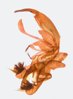 Male genitalia; Madison County; Jim Petranka. 