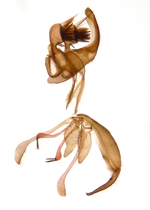 Male genitalia; Madison County; Jim Petranka. 