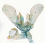 Male genitalia; North Carolina; J.B. Sullivan.