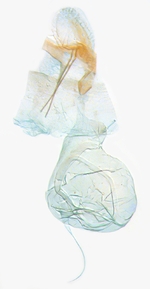 Female genitalia; North Carolina; J.B. Sullivan.