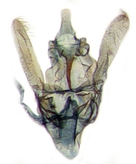 Male genitalia; Carteret County; J.B. Sullivan.