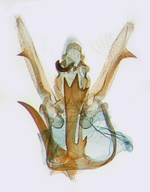 Male genitalia; North Carolina; J.B. Sullivan.