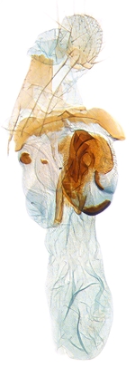 Female genitalia; North Carolina; J.B. Sullivan.