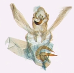 Male genitalia; North Carolina; J.B. Sullivan.