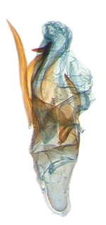 Male aedeagus; North Carolina; J.B. Sullivan.