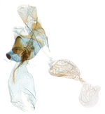 Female genitalia; North Carolina; J.B. Sullivan.