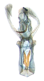 Male genitalia; North Carolina; J.B. Sullivan.