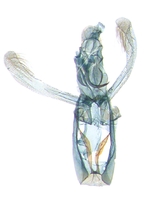 Male genitalia; North Carolina; J.B. Sullivan.