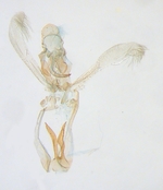 Male genitalia; North Carolina; J.B. Sullivan.