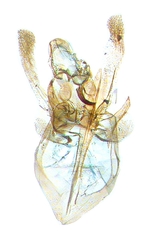 Male genitalia; Carteret County; J.B. Sullivan.