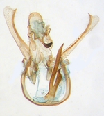 Male genitalia; North Carolina; J.B. Sullivan.