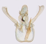 Male genitalia; North Carolina; J.B. Sullivan.