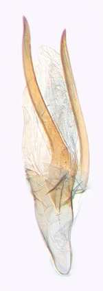 Aedeagus; North Carolina; J.B. Sullivan.