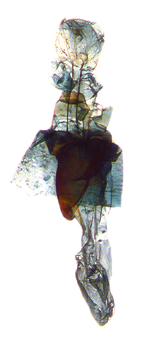 Female genitalia; Craven County; J.B. Sullivan.