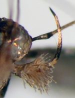 Palp, inner surface; Craven County; J.B. Sullivan.