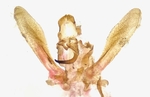 Male genitalia; Madison County; Jim Petranka.