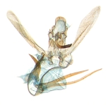 Male genitalia; North Carolina; J.B. Sullivan.