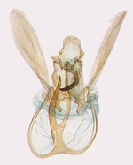 Male genitalia; North Carolina; J.B. Sullivan.