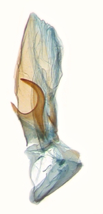 Aedeagus; North Carolina; J.B. Sullivan.