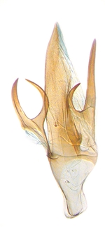 Aedeagus; North Carolina; J.B. Sullivan.