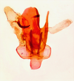 Male genitalia; Madison County; Jim Petranka.