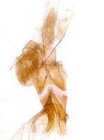 Female genitalia; Madison County; Jim Petranka.