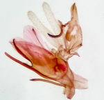 Male genitalia; Orange County; Jim Petranka.